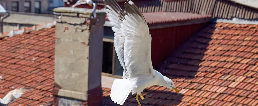 Residential Chimney Animal Removal Solution in Wade Hampton, SC