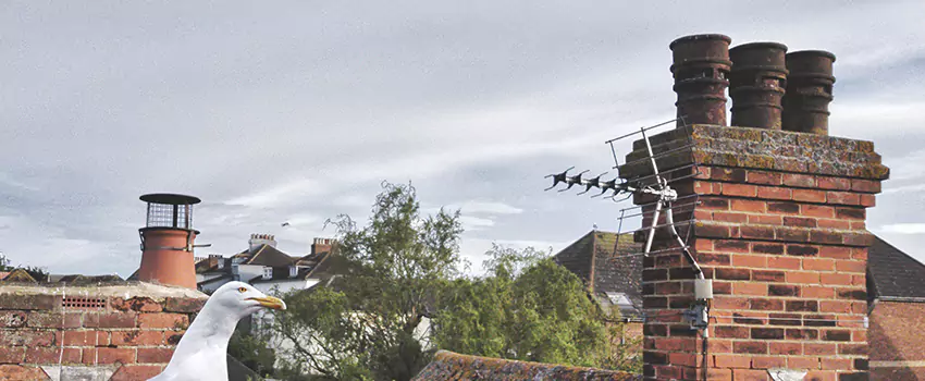 Chimney Cleaning And Restoration in Wade Hampton, South Carolina